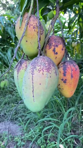 Delicious Florida-Grown Mangoes Available for Pre-Order at MiamiFruit