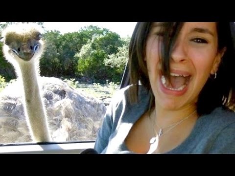 The most ridiculous & hilarious ANIMAL moments #11 - Funny animal compilation - Watch & laugh!