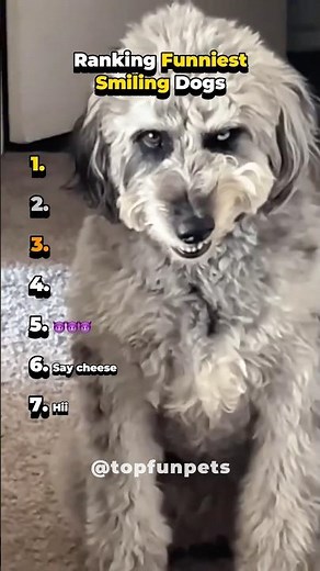 Funniest Smiling Dogs That Will Make Your Day