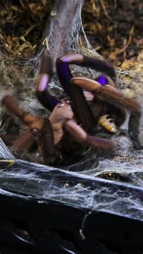 Spider Snapshot: Chilobrachys natanicharum – Electric Blue Tarantula