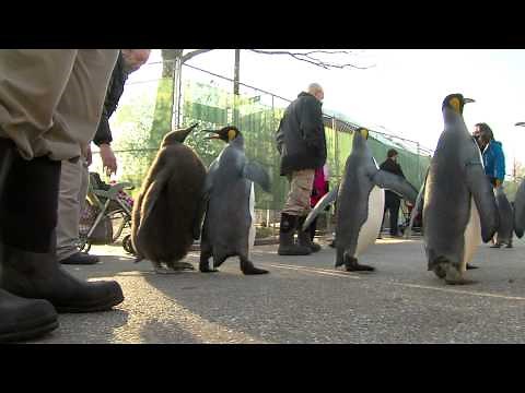 Penguin Parade with Chick - Cincinnati Zoo