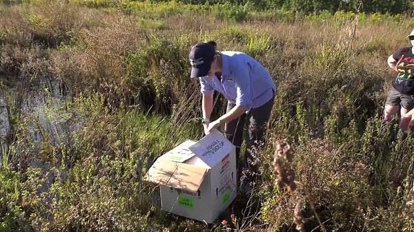 Detroit Zoo releases dusky gopher frogs in Mississippi