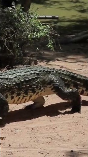 Alligator Attack Reflex: Lightning Fast Bite