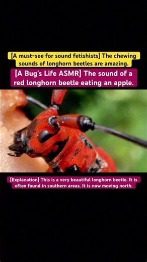[A Bug's Life ASMR] The sound of a red longhorn beetle eating an apple. #speedsong #music #speed