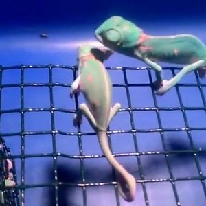 Just a load of baby chameleons fighting over the last cricket.. 😂😂 | UNILAD