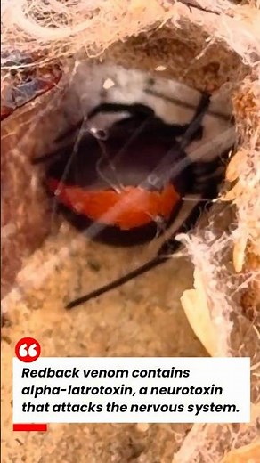 Extreme Close-Up of a Redback Spider 😳🕷️