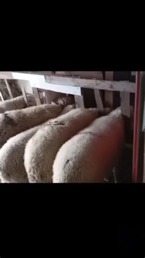 Merino Sheep farming lamb breeds 💯🕊😎 #sheep #farming #farmlife