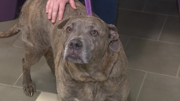 Pet owners stunned by microchip registry's closure