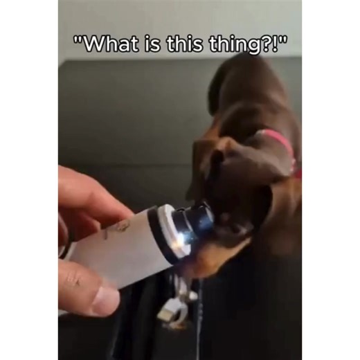 12 reactions | ✨ Keep Your Pet’s Nails Perfectly Trimmed — Without...