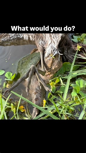 Trapper Mike on Instagram: "Turtle probably could have drowned and picked apart this limpkin, but boss lady wanted him rescued so I listened 🤷🏻‍♂️… what would you do?? Save em or let the turtle keep its meal? PythonCowboy.com to book your adventure"