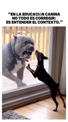 Hector Carmona on Instagram: "Muchos creen que educar a un perro es corregir lo que no nos gusta. Pero la verdadera educación canina empieza cuando dejamos de mirar solo la conducta… y empezamos a entender el contexto que la produce. En el video parece que dos perros están “peleando” o “siendo agresivos”. Pero cuando cambia el entorno —cuando desaparece la tensión, la barrera o el bloqueo— también cambia la conducta. ¿Por qué? Porque no era un problema de obediencia. No era un perro “malo”. Era 