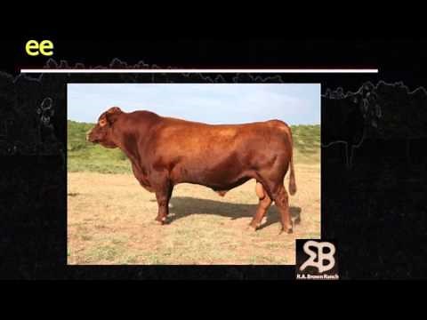 Lecture 5 Part 1- Basic Beef Cattle Genetics