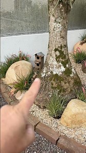 🌳✨ The Giant Succulent Grove Is Looking Absolutely Stunning! 🌵💚 #VandoeFabi