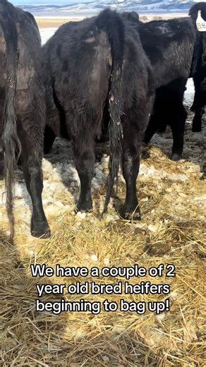 Preparing for Calving Season on the Farm