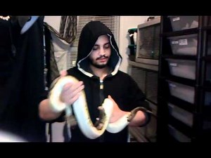 New editions ball python morphs