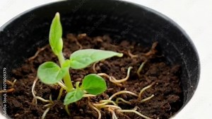 Realistic 4K Timelapse of Pea Plant Growth: From Seed to Vibrant Leafy Plant - Ultra HD Looped Animation Stock Video
