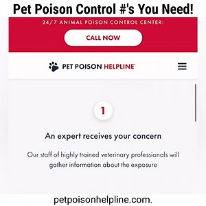 Here are the 2 pet poison control numbers you should always keep in your phone! 1. Pet Posion control helpline 2. ASPCA Poison Center also great idea to keep the number and address of the nearest veterinary hospital  programmed in as well! #cattips #catexpert #cathealth #cathealthtips #sphynxpert #petpoisonhelpline | Lilnudists Sphynx & Bambino Cattery | Facebook