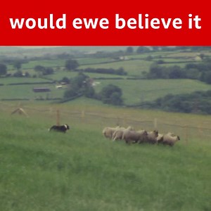 Maybe Welsh sheep are more clever than we give them credit for...? 🐑🧠 🆕 Kiri's TV Flashback 📺 Friday, 7.30pm BBC One Wales ▶ Watch full series on BBC iPlayer | BBC Cymru Wales