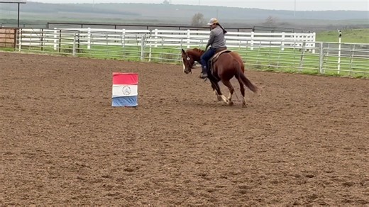 **First time loping through the barrel pattern! This colt is so broke and feely, could go any direction! High Brow Brother “Percy” is a 2 yr old 14.2 hand gelding by Brother Jackson out of Nic On The Loose (Nic It In The Bud)- same dam to Andrew’s good blue roan gelding “Tim.” Andrew has about 8 months riding on Percy, he’s good to ride outside, good on a cow, pretty mover and big boned. This colt should mature to 15/15.1. Quiet to be around, willing and easy going Owners have too many horses so
