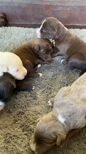 Two-week-old puppies that are a mix of Siberian Husky and Labrador. They are incredibly cute!