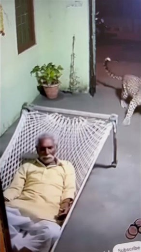 Cheetah attacking human