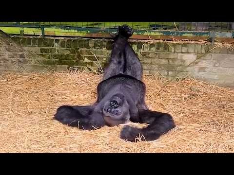 Monkeys Being Absolutely Silly That Will Make You Laugh Hard!