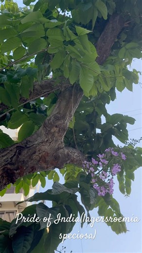 Pride of India Tree (Lagerstroemia speciosa)##Botany#BotanistMeena#PlantIdentification#Inflorescence