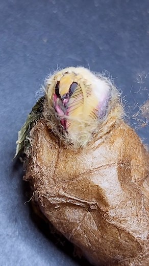 Jack Forrester on Instagram: "Luna moth using sharp spurs to emerge from its cocoon! Have you ever wondered how a luna moth (Actias luna) manages to break free of the strong, silk cocoon it constructed as a caterpillar? These videos capture the rarely seen moments in which the adult moth uses sharp shoulder spines to cut itself an exit hole! Within its cocoon, the pupa of a luna moth is anchored to the silk using minuscule hooks at the tip of its abdomen, known as the cremaster. This is helpful