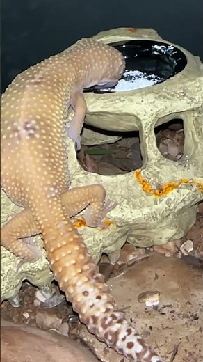 Leopard Gecko Lays Eggs