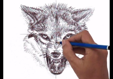Drawing a wolf head from front side and profile views