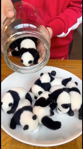 Cutest Tiny Baby Panda Ever! 🐼 | Adorable Panda Moments