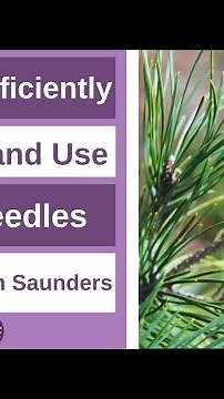 How to Efficiently Harvest Pine needles for Tea