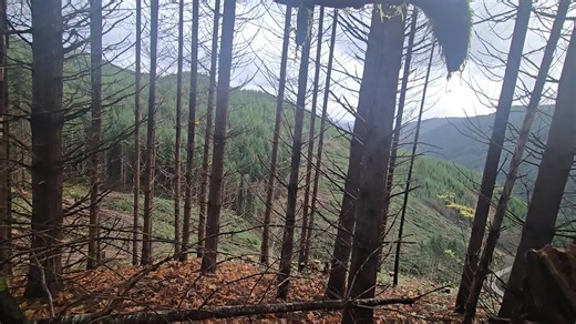 Young stand of timber. face cut back cut. #timberfaller #loggertok #loggerlife #fyp #logging