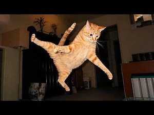 Funny Cats Compilation😂