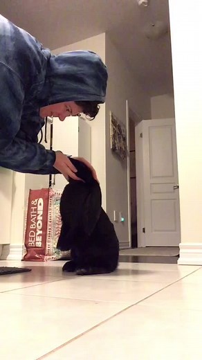 Adorable English Lop Rabbit Compilation