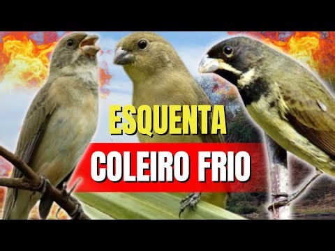 CANTO DO COLEIRO TUI TUI PRERFEITO COM PIADO DE FÊMEA DE COLEIRO PARA ESQUENTAR COLEIRO TUI TUI