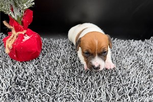 Fanny - Jack Russell Terrier Puppy 422E20