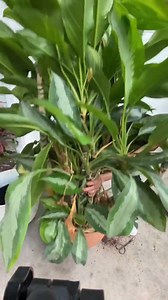 1M views · 9.2K reactions | It’s time to repot! PLANTERINA #plants #indoorplants #plantcare #houseplants #craft #amazing #reels | Planterina | Facebook