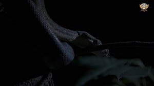 27K views · 1.1K reactions | Amethystine python - हिन्दी डॉक्यूमेंट्री #snake #wildanimals #documentary #discovery #wildsearthtv | Wild Earth HDTv | Facebook