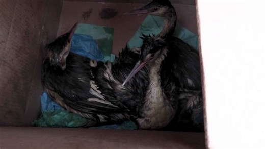 Birds on Odesa's beaches left coated in oil after Russian port strike