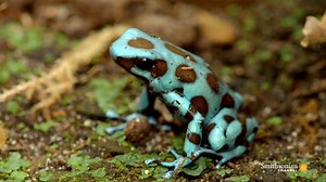 241K views · 7.3K reactions | Don't underestimate these tiny creatures' strength. 勞 | Smithsonian Channel | Facebook