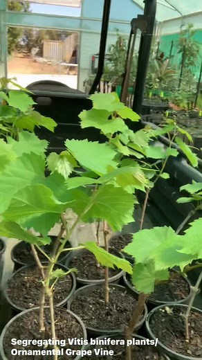 29 reactions · 19 comments | Segregating Vitis vinifera plants/Ornamental Grape Vine #segregatevitisvinifera #segregateornamentalgrapevine | Nenen Son | Facebook