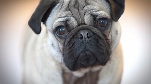 Cracking the canine code