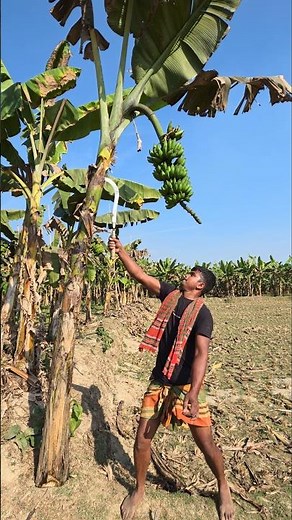 Funny banana 🍌😱 part 2645 #shorts #viral #banana #satisfying #shortsviral #farming #bananacutting