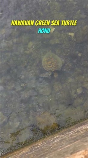 Hawaiian Green Sea Turtle 🌴 Hawaii John