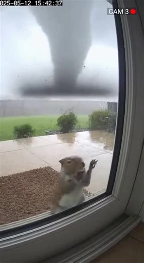 Squirrel Stuck in Tornado: A Hilarious Adventure