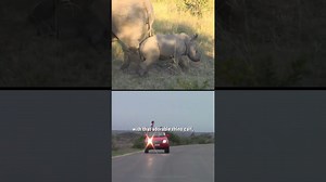 How to Protect Yourself During a Rhino Encounter
