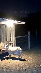 A lone wolf sneaks into a dark sheep farm at midnight, and CCTV captures the terrifying attack in full detail. A shocking and intense real-footage style clip for viewers! #MidnightAttack #WolfVsSheep #CCTVFootage #FarmSecurity #WildlifeCaughtOnCamera #ScaryReel #AnimalAttack #RealFootage | Grumbo