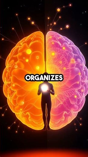 Your Brain Is Built by Both Nature and Experience 🧠✨