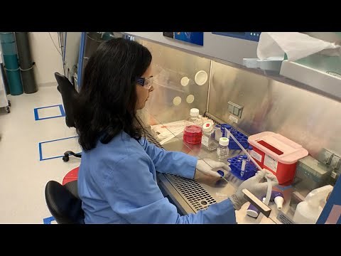 A step-by-step workflow for a knock-out experiment in an adherent cell line